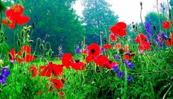 poppies.jpg 