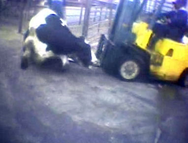 cow udders slave