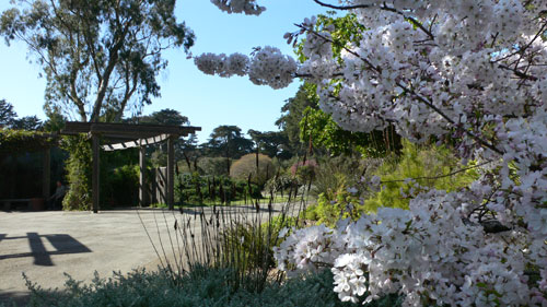 botanical_gardens_sf.jpg 