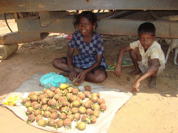 children_selling_a_kind_of_fruit__local_medicine__for_the_treatment_of_diarrhoea.jpg 