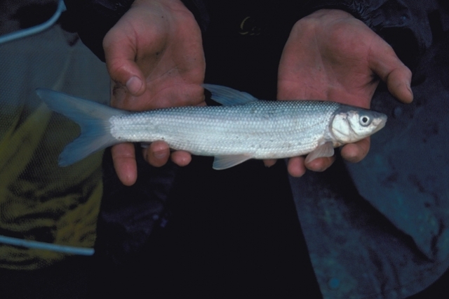 640_sacramento_splittail_adult_1.jpg original image ( 641x427)