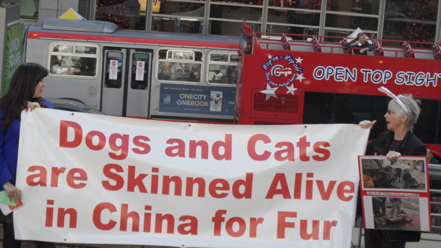 fur_free_friday_11-26-10_-_41.jpg 