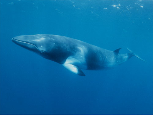 pictures of whales