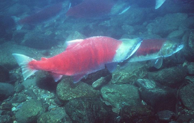 640_sockeye.jpg 