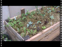 New Planter Box @ Occupy Oakland