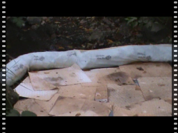 Diesel Discharge in Strawberry Creek from UCB Lab