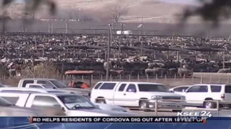 cows-at-harris-ranch.jpg 