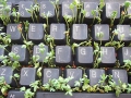 120_sproutkeyboard.jpg original image ( 400x300)