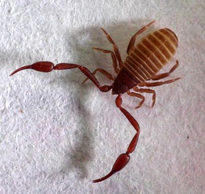 pseudoscorpion_sharpfocus.jpg 