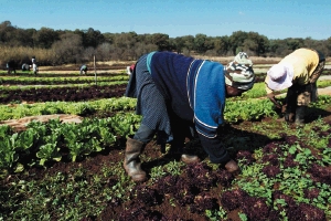 south_africa___black_agriculture.jpg 