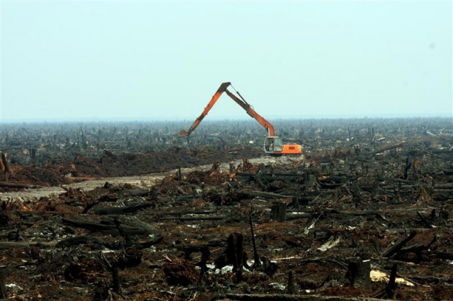 640_nigerian_rain_forest_destroyed.jpg original image ( 800x533)