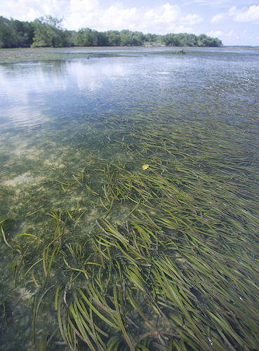 seagrass_chek_jawa_singapore_by_ria_tan.jpg 