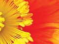 120_insideout.jpg original image ( 360x504)