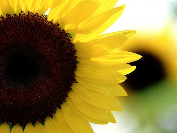 sunflowers.jpg 