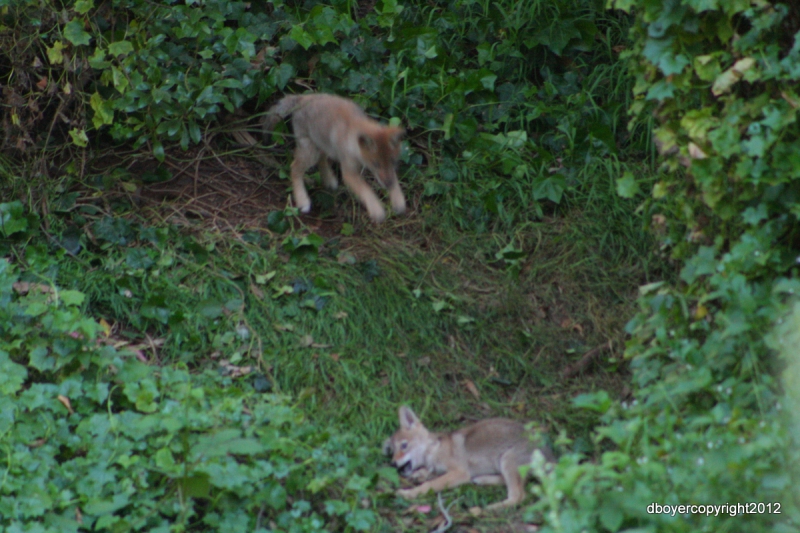 800_img_1766.jpg original image ( 1200x800)