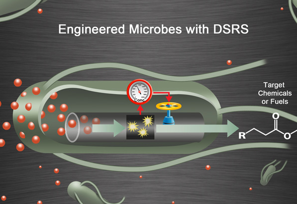 dsrs-zhang_web.jpg 