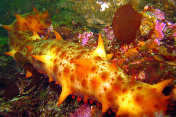 5_divesites_naplesreef.jpg 