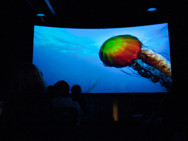 jellyfish-theater_7-23-12.jpg 