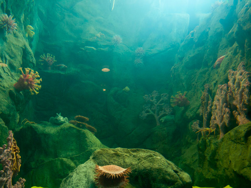 sea-floor-tank_7-23-12.jpg 