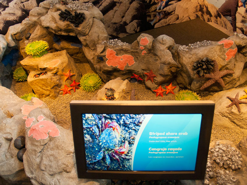 striped-shore-crab_7-23-12.jpg 