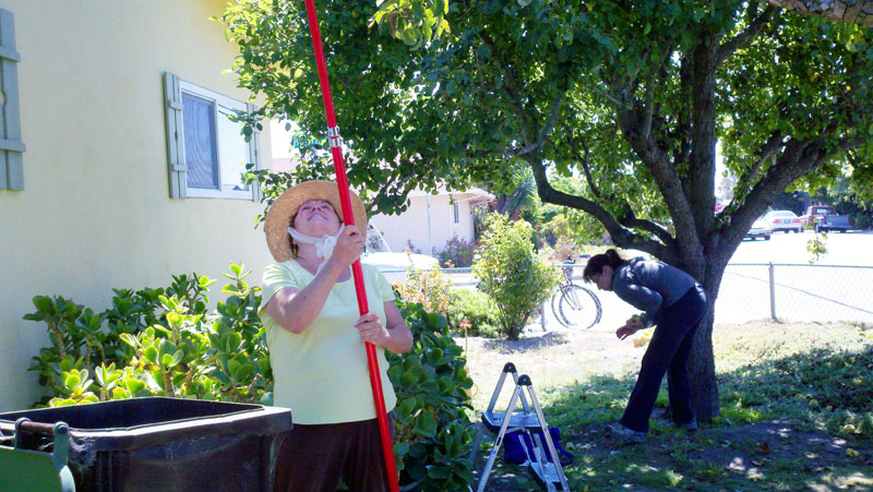 santa-cruz-fruit-tree-project_10_8-26-12.jpg 