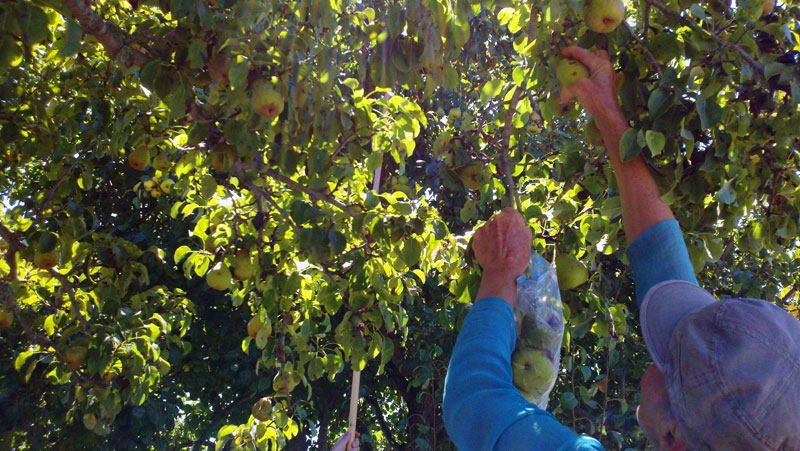 santa-cruz-fruit-tree-project_2_8-26-12.jpg 