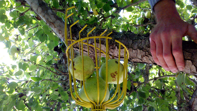 santa-cruz-fruit-tree-project_7_8-26-12.jpg 