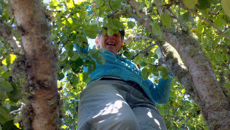 santa-cruz-fruit-tree-project_8_8-26-12.jpg 