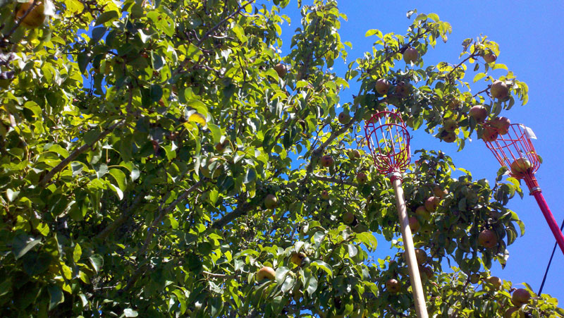 santa-cruz-fruit-tree-project_9_8-26-12.jpg 