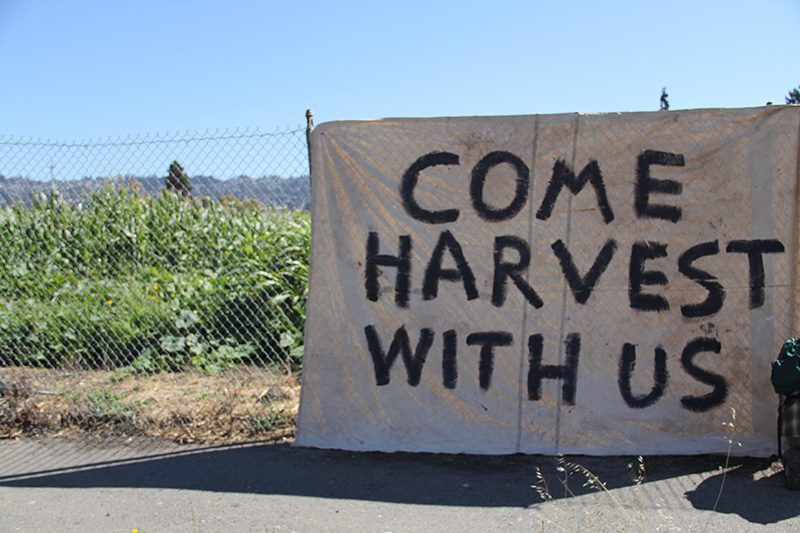 occupythefarm-harvest5_20120909_002.jpg 