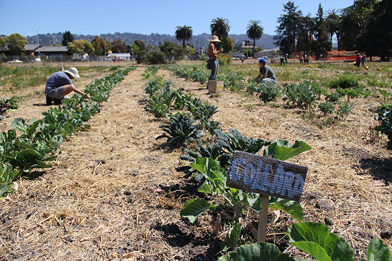 occupythefarm-harvest5_20120909_012.jpg 