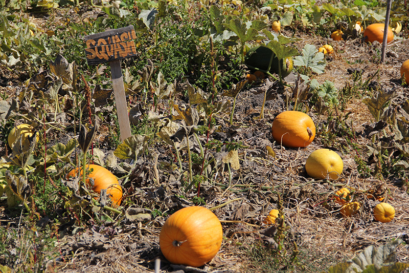 occupythefarm-harvest5_20120909_016.jpg 