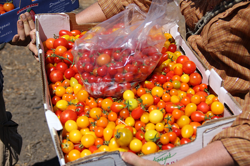 occupythefarm-harvest5_20120909_017.jpg 