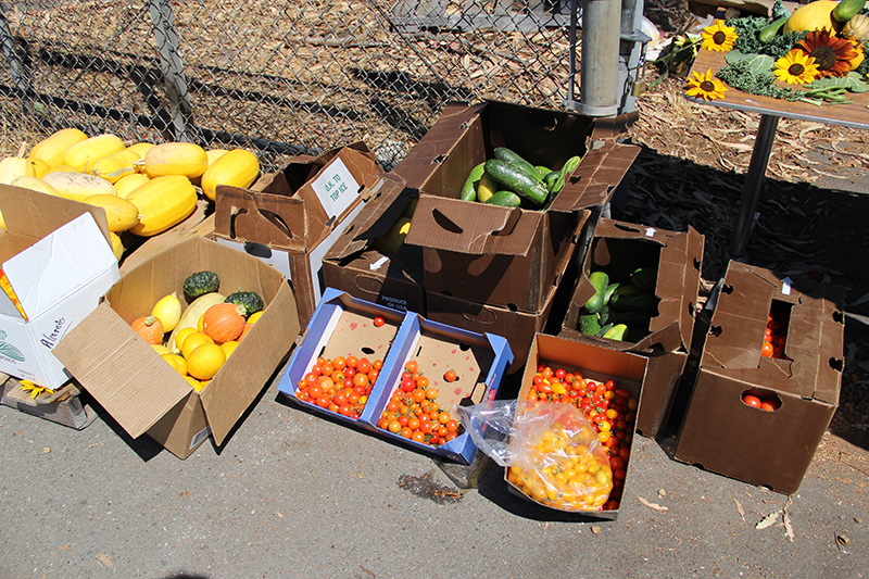 occupythefarm-harvest5_20120909_020.jpg 