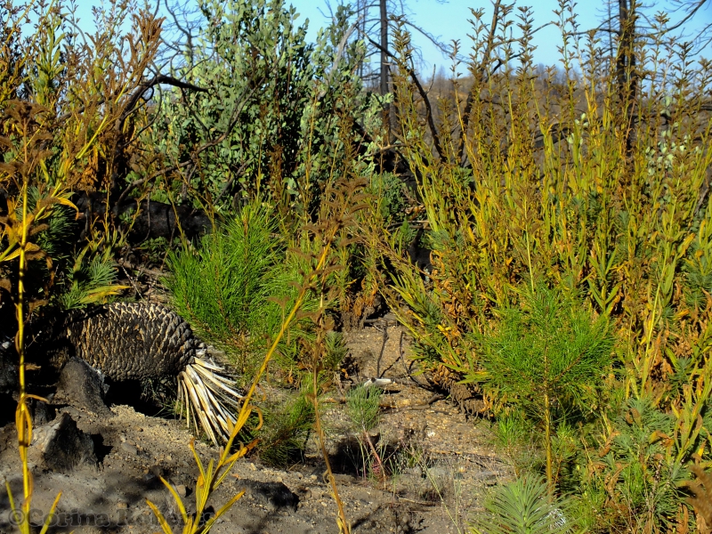 800_angeles_national_forest_september_12__2012_natural_conifer_seedlings_thriving_in_the_cover_of_poodle_dog_bush_photo_by_corina_roberts_23111.jpg 