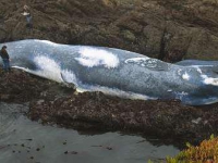 whale_killed_by_mlpa_initiative.jpg