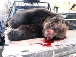5bear.jpg 