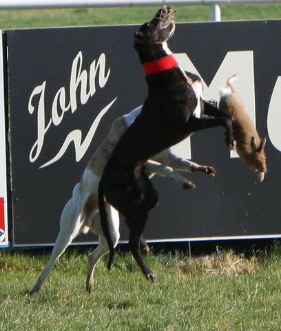 hare_being_tossed_by_muzzled_greyhounds_at_an_irish_coursing_event.jpg 