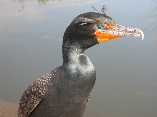 double_crested_cormorant.jpg 