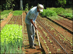 urban_ag_raised_beds.jpg 