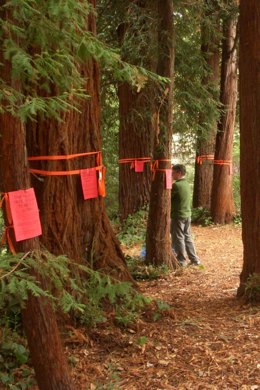 800_dimond-trees-2012_10_20-sat-citys-tour-059-a1.jpg original image ( 1536x2304)