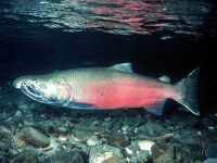 200_coho-salmon.jpg original image ( 500x342)