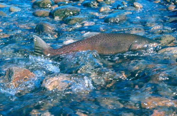 salmon-atop-of-stream.jpg 