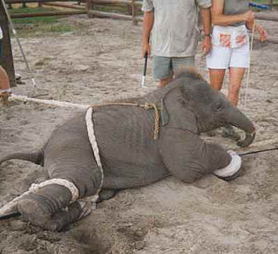 ringling_baby_elephant_training_square.jpg 