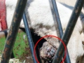 120_goat-negligence.jpg original image ( 539x313)