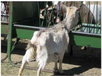 200_santa-cruz-biotechnology-goat-1.jpg original image ( 760x582)