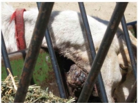 200_santa-cruz-biotechnology-goat-2.jpg original image ( 760x580)
