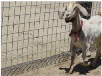200_santa-cruz-biotechnology-goat-3.jpg original image ( 760x579)