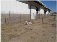 200_santa-cruz-biotechnology-goat-4.jpg original image ( 760x568)