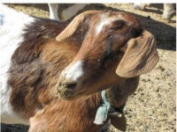 200_santa-cruz-biotechnology-goat-5.jpg original image ( 760x572)
